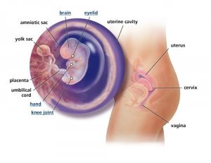 8. hét Forrás: babycenter.co.uk
